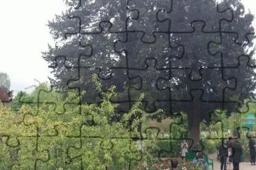 MARSU jigsaw puzzle