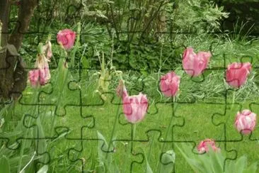 MARSU jigsaw puzzle