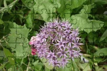 MARSU jigsaw puzzle