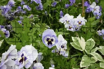 MARSU jigsaw puzzle