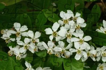 MARSU jigsaw puzzle