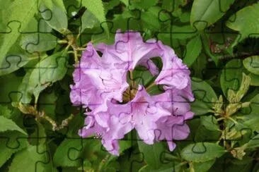 MARSU jigsaw puzzle