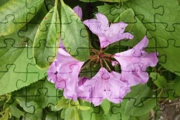MARSU jigsaw puzzle