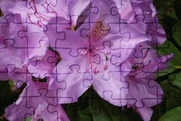 MARSU jigsaw puzzle