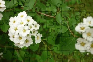 MARSU jigsaw puzzle