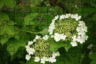 MARSU jigsaw puzzle