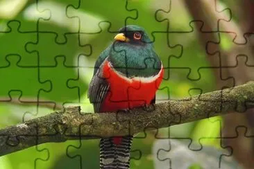 pajaro jigsaw puzzle