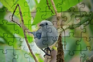 pajaros jigsaw puzzle