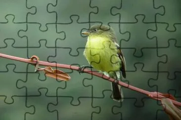 pajaritos jigsaw puzzle