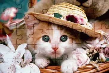 cat jigsaw puzzle