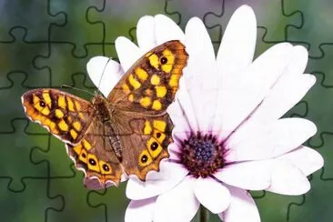 mariposa sobre margarita 2 jigsaw puzzle