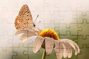 mariposa sobre margarita jigsaw puzzle