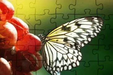 mariposa sobre uvas