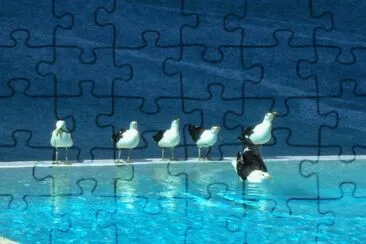 Seagulls Plettenberg Bay