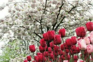 Tulipas e Cerejeiras