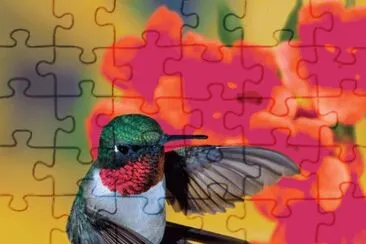 Hummingbird