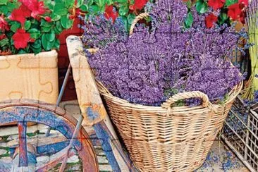 Lavender jigsaw puzzle