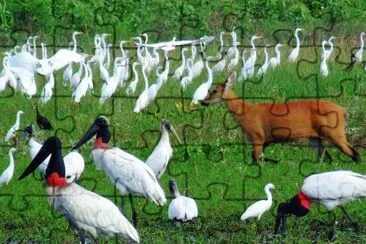 Animais do Pantanal - Brasil