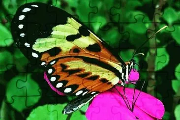 mariposa 3