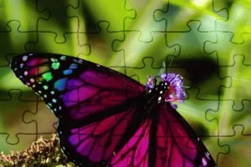 butterfly jigsaw puzzle