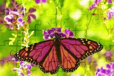 butterfly jigsaw puzzle