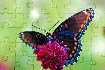 butterfly jigsaw puzzle