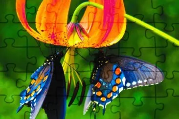 butterfly jigsaw puzzle