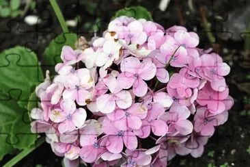 HortÃªncia jigsaw puzzle