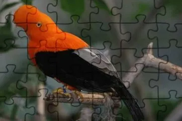 MARSU jigsaw puzzle