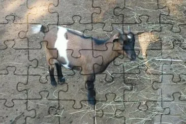 MARSU jigsaw puzzle