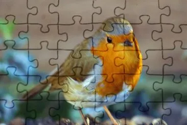 Robin jigsaw puzzle