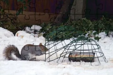 squirrel 2 jigsaw puzzle