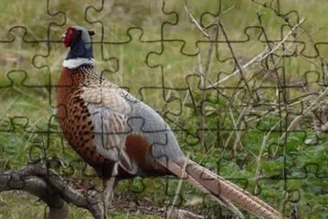 Pheasant jigsaw puzzle