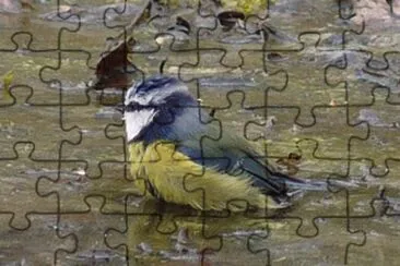 Bird bath jigsaw puzzle