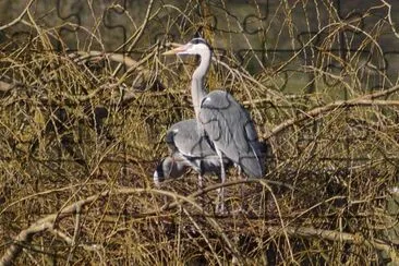 heron jigsaw puzzle
