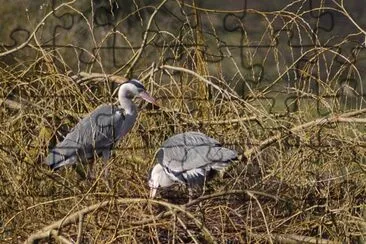 herons jigsaw puzzle