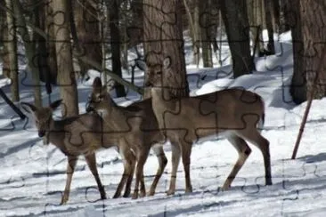 feb22 jigsaw puzzle