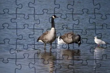 geese
