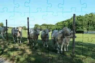 Charolais bullocks