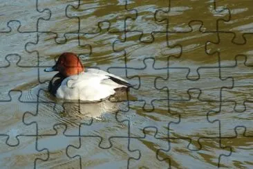 פאזל של Duck