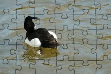 Tufted duck