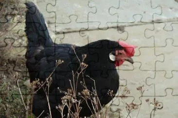 Chicken 1