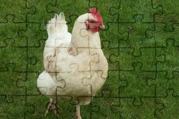 Chicken 2