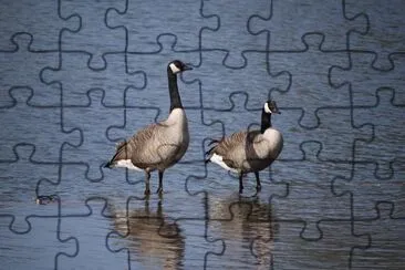 Geese 2