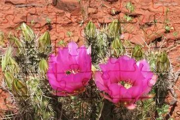Cactus Flowers  Arizona Desert jigsaw puzzle