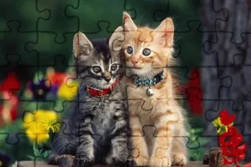 gatitos jigsaw puzzle