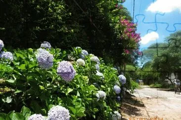 Hortencias jigsaw puzzle