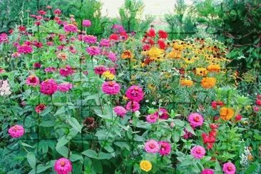 Flowers jigsaw puzzle