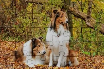collie jigsaw puzzle