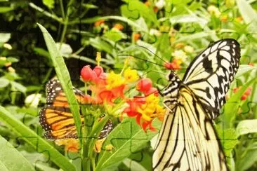 Tropical Butterfly